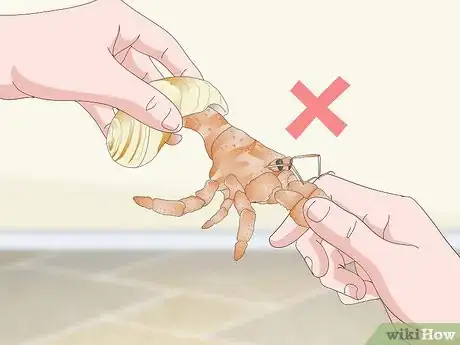 Image intitulée Play With Your Hermit Crab Step 13