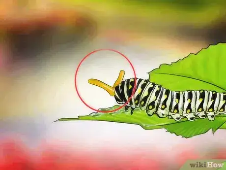 Image intitulée Identify a Caterpillar Step 4