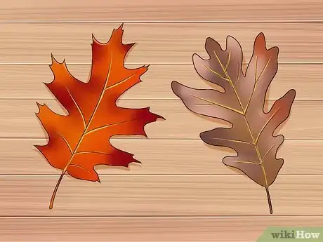 Image intitulée Identify Oak Trees Step 6