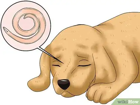 Image intitulée Diagnose Hookworms in Dogs Step 11