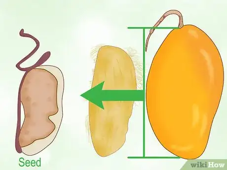 Image intitulée Grow a Mango Tree Step 6