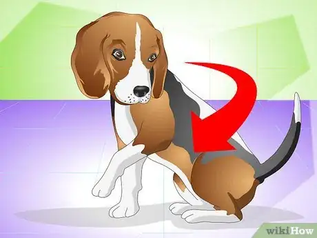 Image intitulée Cure a Dog's Stomach Ache Step 10