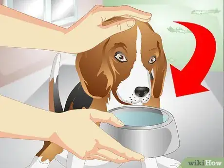 Image intitulée Get a Sick Dog to Drink Step 5