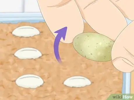 Image intitulée Take Care of Lizard Eggs Step 14