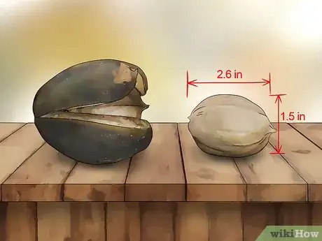 Image intitulée Identify Hickory Nuts Step 12