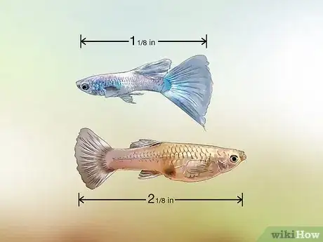 Image intitulée Identify Male and Female Guppies Step 2