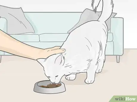 Image intitulée Cope with the Death of Your Cat Step 13