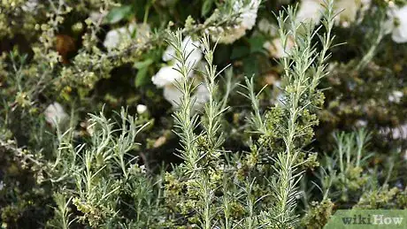 Image intitulée Cut Fresh Rosemary Step 1