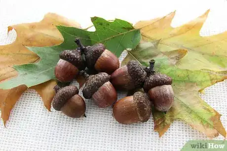 Image intitulée Dry Acorns for Crafts Step 1