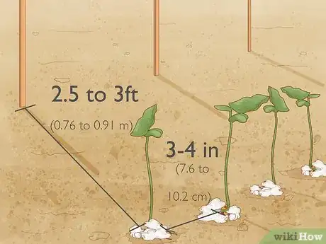 Image intitulée Grow Beans in Cotton Step 10