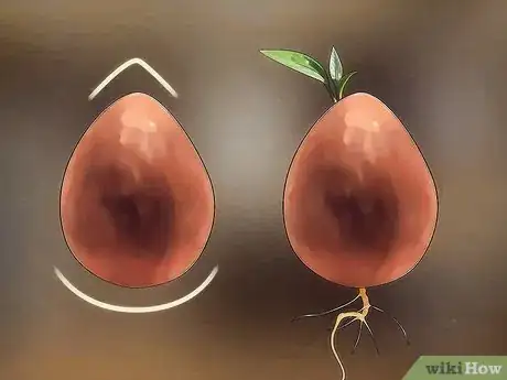 Image intitulée Grow an Avocado Tree Step 2