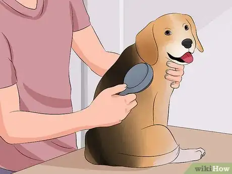 Image intitulée Become a Dog Groomer Step 2