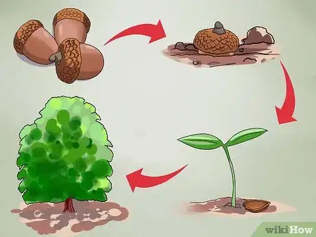 Image intitulée Identify Oak Trees Step 7