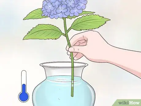 Image intitulée Cut Hydrangea Blooms Step 15