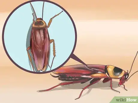 Image intitulée Identify a Cockroach Step 11