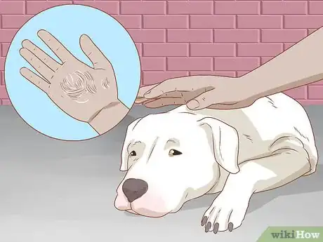 Image intitulée Tell if Your Dog Is Depressed Step 14