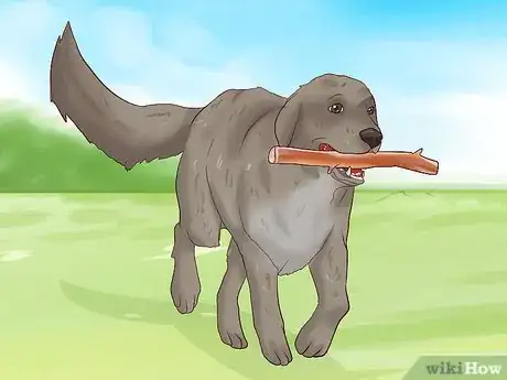 Image intitulée Prevent Dog Bites Step 12