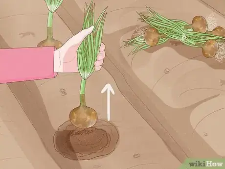 Image intitulée Plant Sprouted Onions Step 10