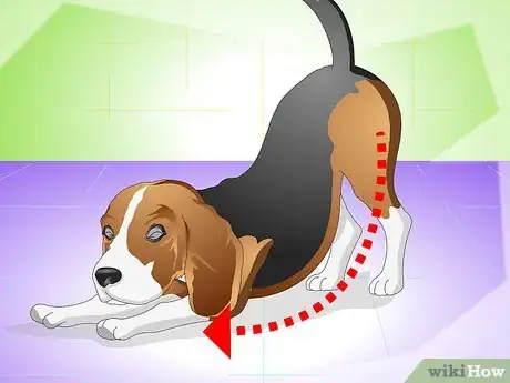 Image intitulée Cure a Dog's Stomach Ache Step 13