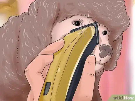 Image intitulée Groom a Poodle Step 17