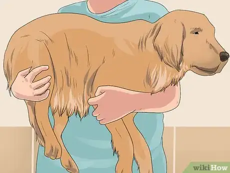 Image intitulée Bathe a Pregnant Dog Step 5