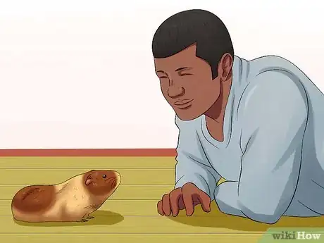Image intitulée Pick Up a Guinea Pig Step 1