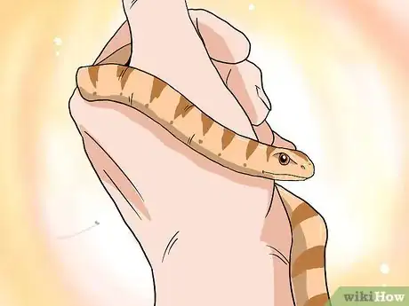 Image intitulée Choose Your First Pet Snake Step 11Bullet1