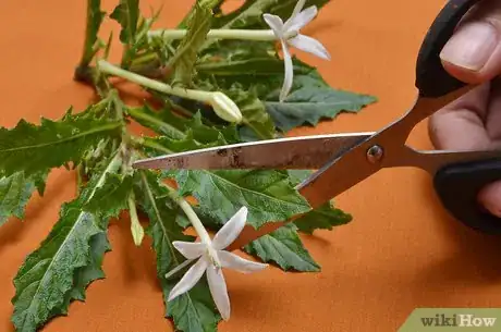 Image intitulée Preserve Herbs Step 1