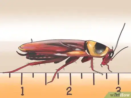 Image intitulée Identify a Cockroach Step 10