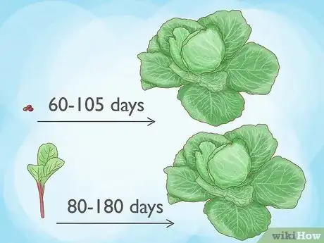 Image intitulée Plant Cabbage Step 13