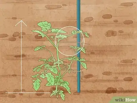 Image intitulée Stake Tomato Plants Step 6