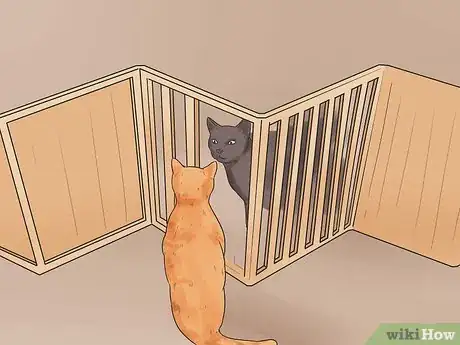 Image intitulée Bring a Second Cat Into the Family and Not Make Your Old Cat Upset Step 8