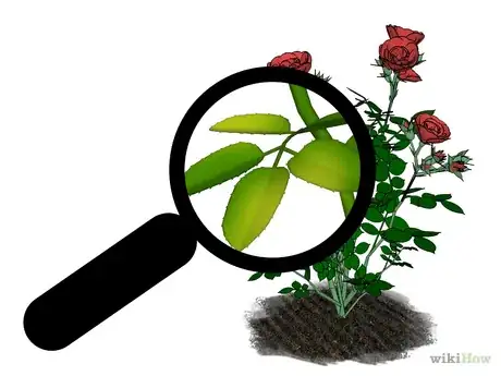 Image intitulée Fertilize Roses Step 13.png