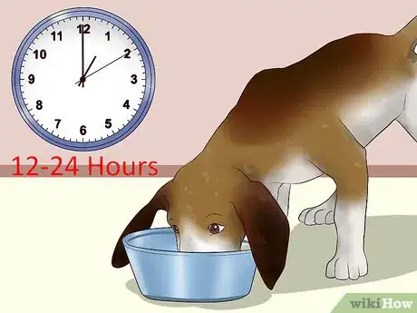 Image intitulée Ease Your Dog's Stomach Problems Step 11