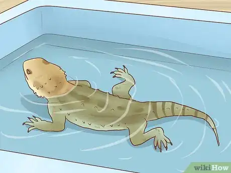 Image intitulée Care for Bearded Dragons Step 23