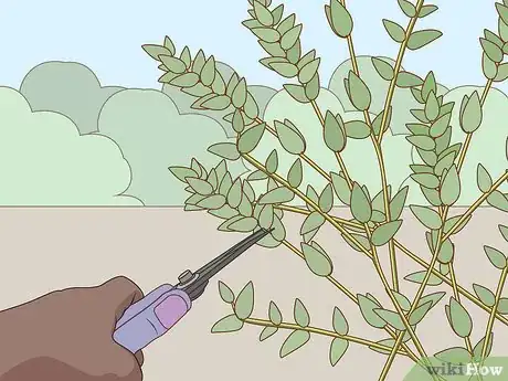 Image intitulée Preserve Eucalyptus Step 1