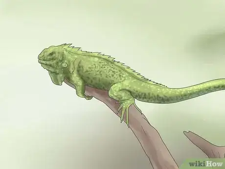 Image intitulée Care for an Iguana Step 4