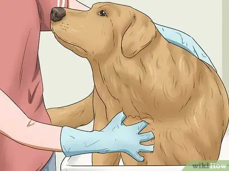 Image intitulée Give Your Large Dog a Bath Step 15