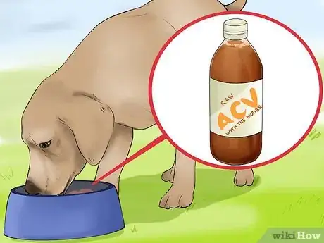 Image intitulée Use Apple Cider Vinegar for Dogs Step 4