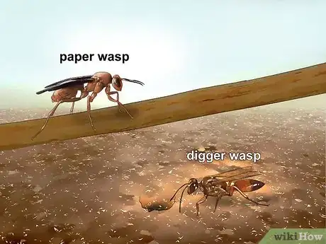 Image intitulée Identify Wasps Step 2
