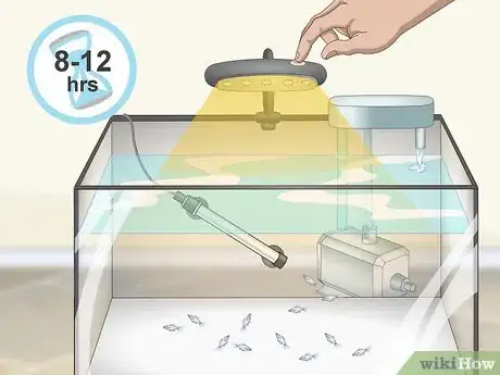 Image intitulée Care for Baby Guppies Step 9