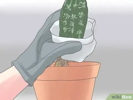 Image intitulée Repot a Cactus Step 12