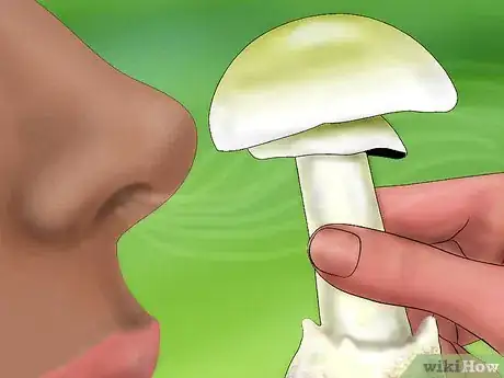 Image intitulée Identify a Death Cap Mushroom Step 7