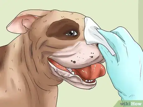 Image intitulée Give Your Large Dog a Bath Step 17