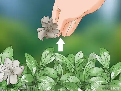 Image intitulée Prune a Gardenia Bush Step 2