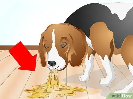 Image intitulée Determine if Your Dog Has Food Allergies Step 3