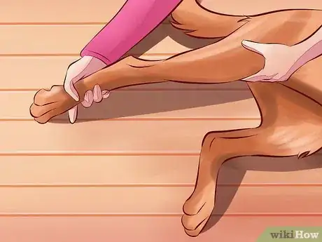 Image intitulée Treat Arthritis in Dogs Step 11
