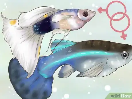 Image intitulée Find Out if Your Guppy Is Pregnant Step 4