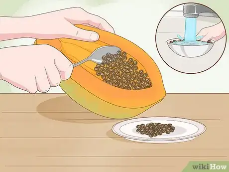 Image intitulée Grow Papaya Step 3