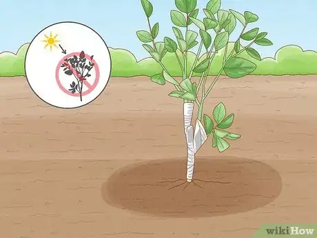 Image intitulée Grow an Orange Tree Step 17